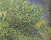 Vincent Van Gogh Lilacs (nn04) oil painting reproduction